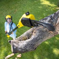 Lawn Pest Prevention in Venice, FL