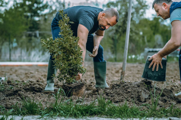 How Our Tree Care Process Works  in  Venice, FL